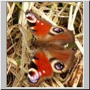 Inachis io - Tagpfauenauge 01.jpg